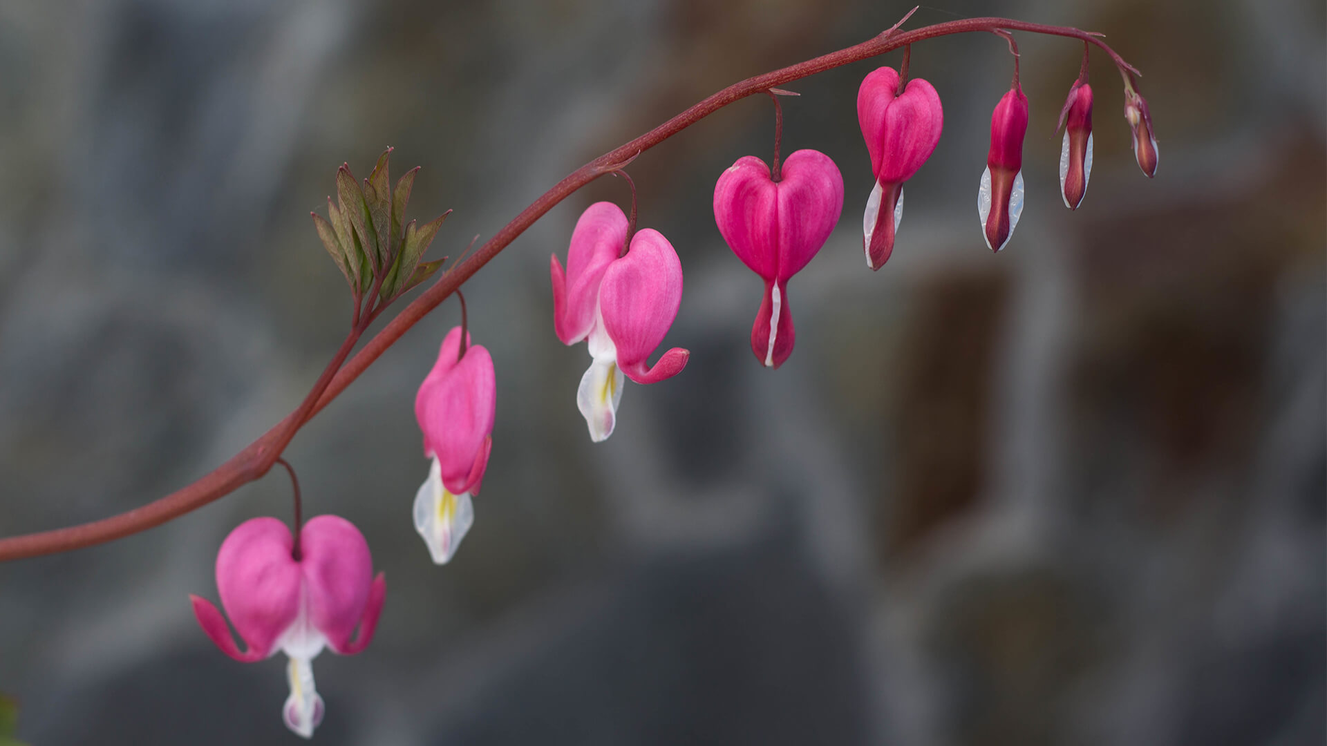 心脏出血花