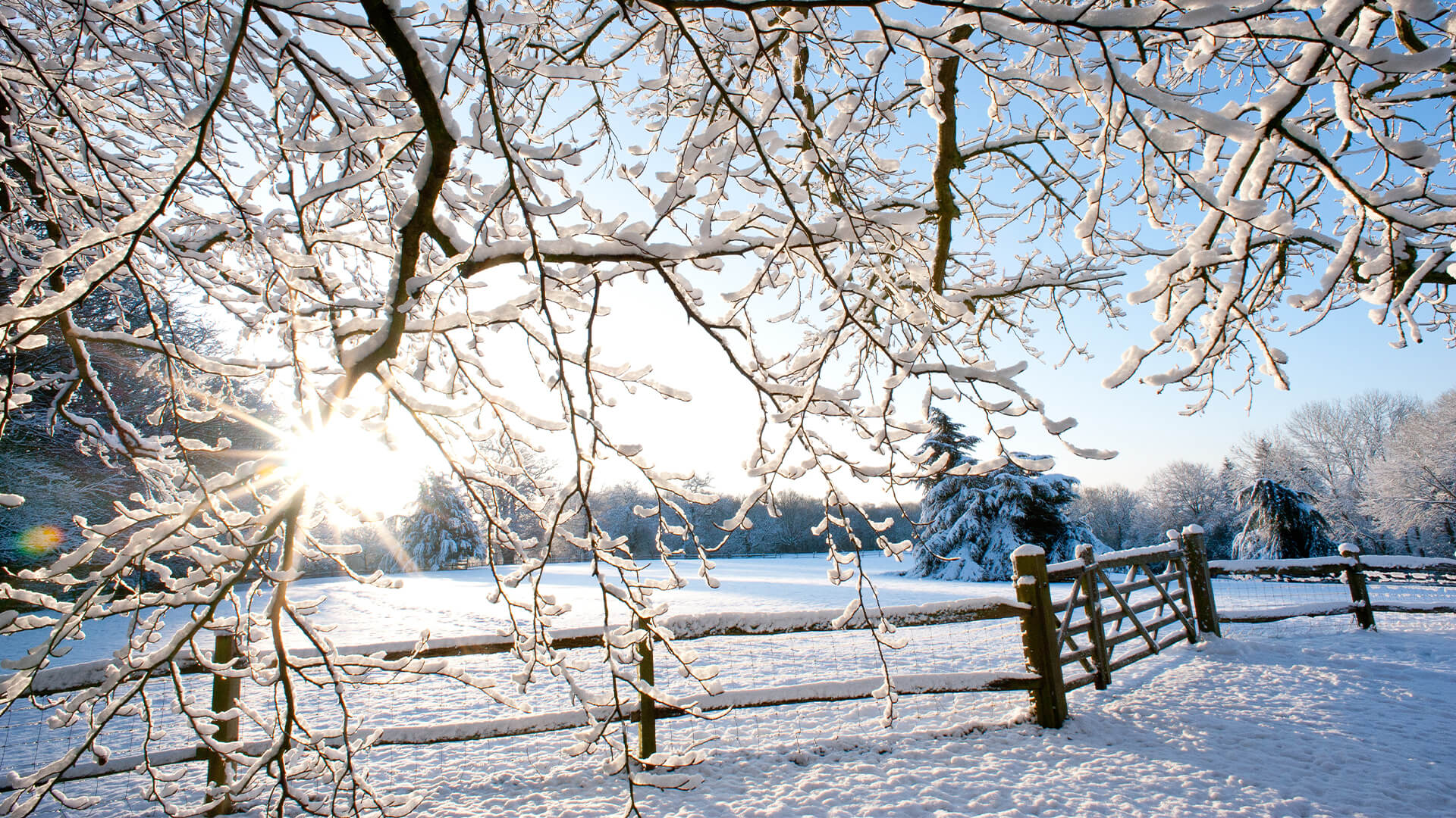 阳光照耀通过积雪的分支在一个领域在英国